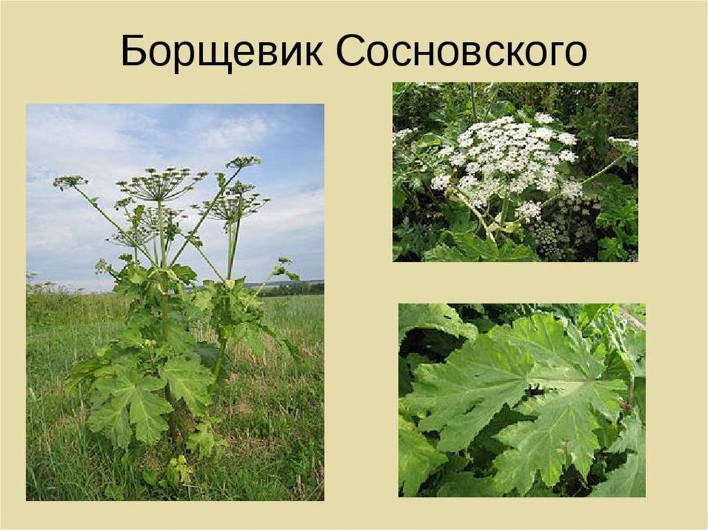 Такие разные борщевики