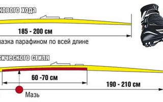 Какие Лыжи Купить Для Конькового Хода