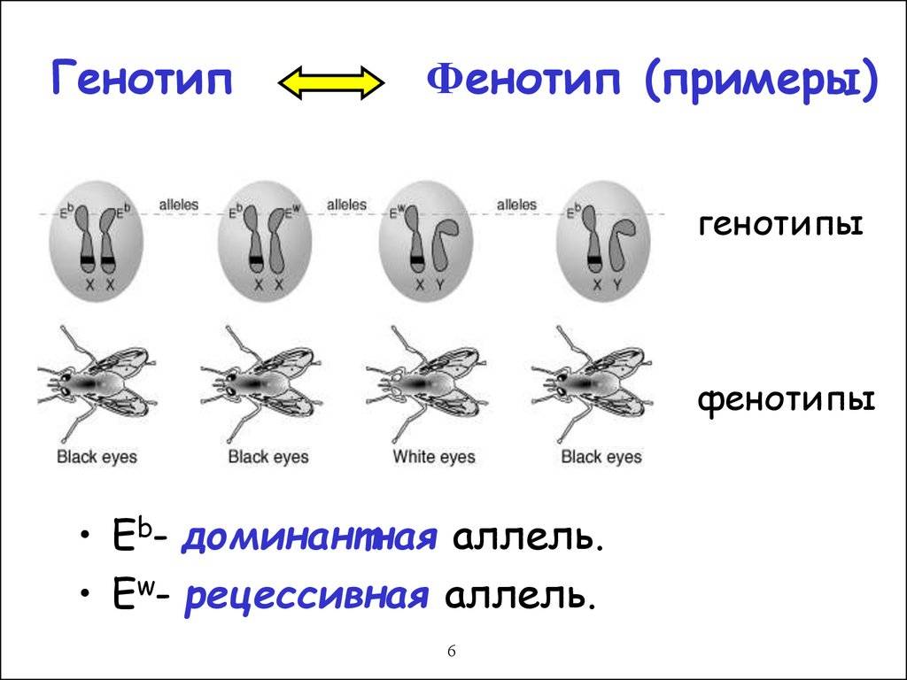 Что такое фенотип и чем он отличается от генотипа?