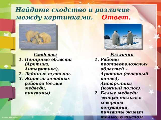 Антарктида и антарктика - в чём разница и отличие