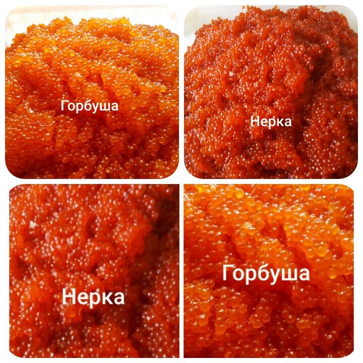 Кета или горбуша: что лучше, полезнее и вкуснее