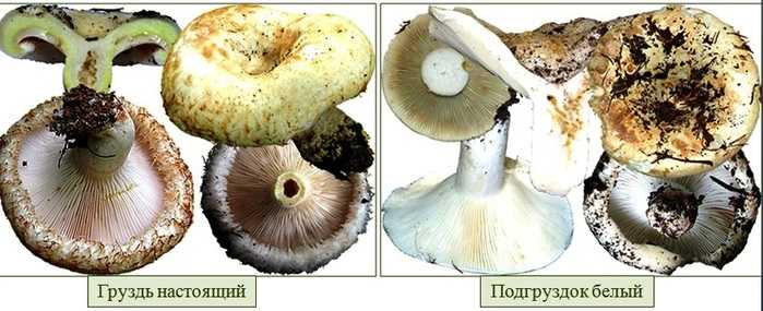 Скрипун, гриб-скрипица или груздь войлочный (lactarius vellereus): фото, описание и как его готовить