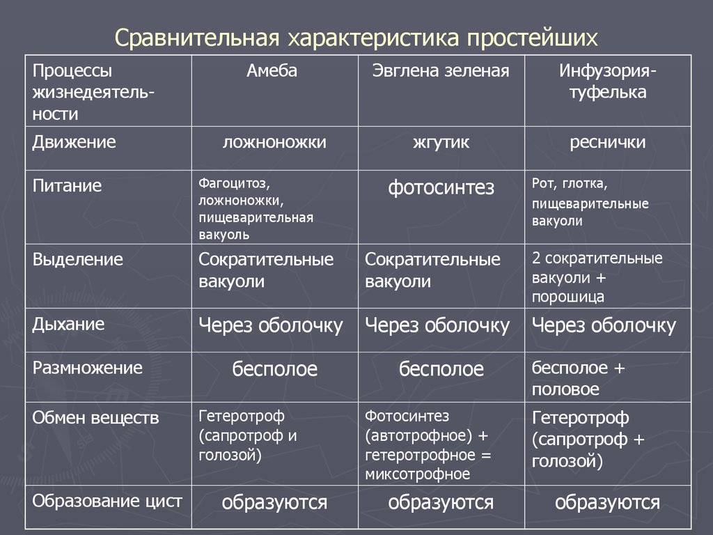 Грибы