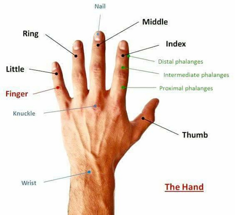 Английский язык. чем отличается hand от arm?
