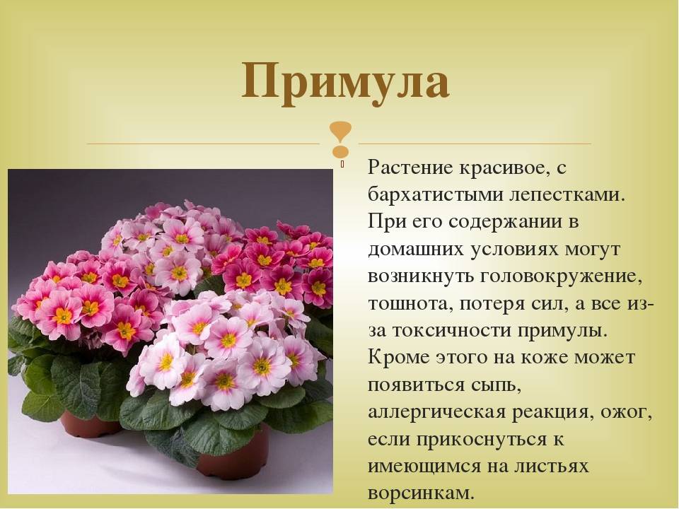 Примула комнатная, или как ухаживать за первоцветом