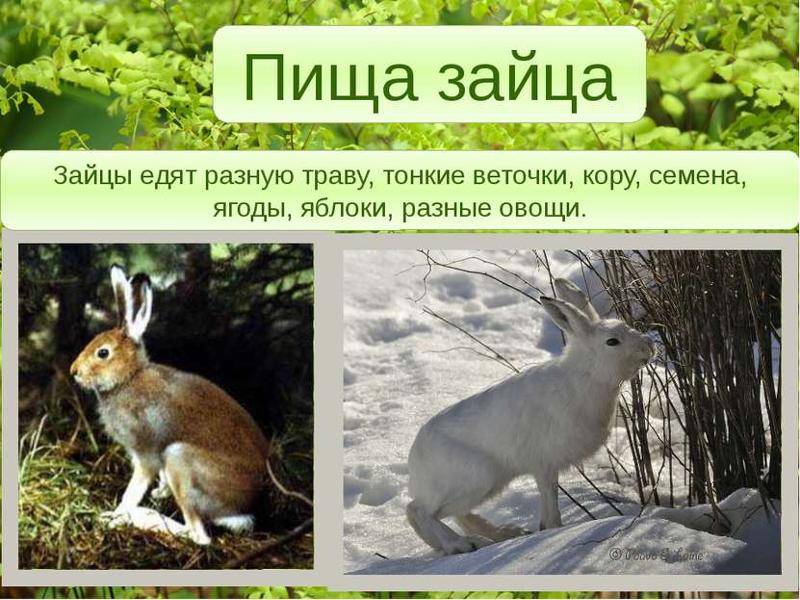 Заяц - виды, где живет, описание, окрас, чем питается, размножение