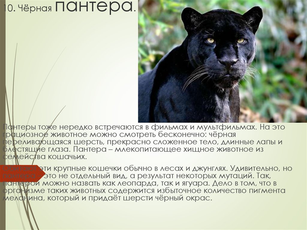 Кто сильнее пантера или пума. замечательное рядом