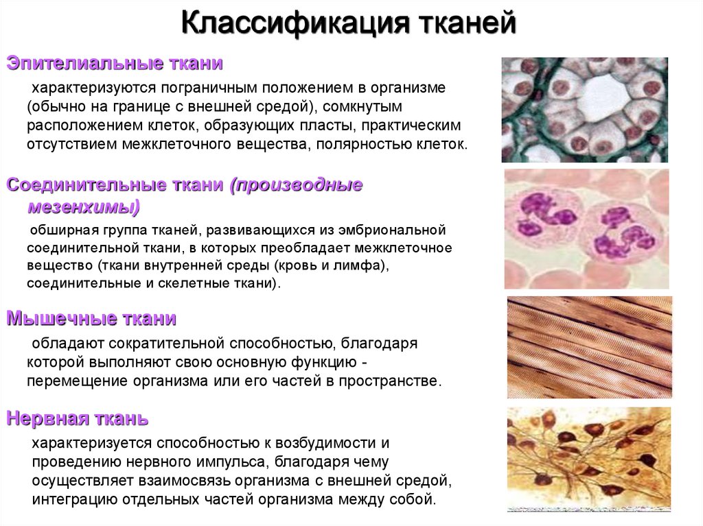 Классификация тканей, их строение и функции