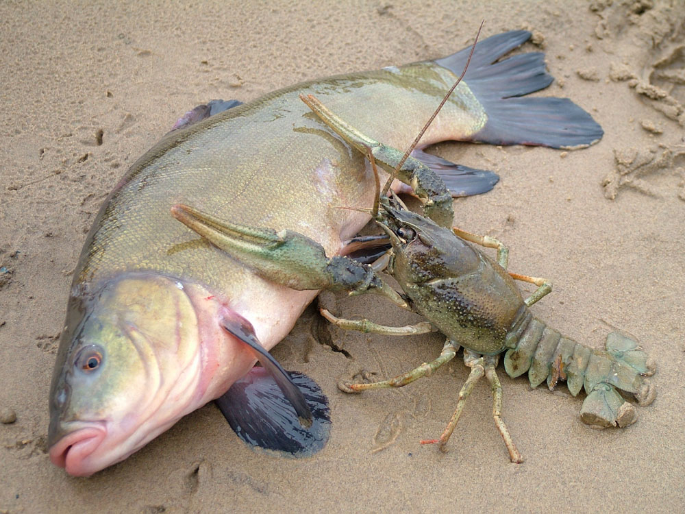 Кормление раков. разведение рыбы, раков и домашней водоплавающей птицы