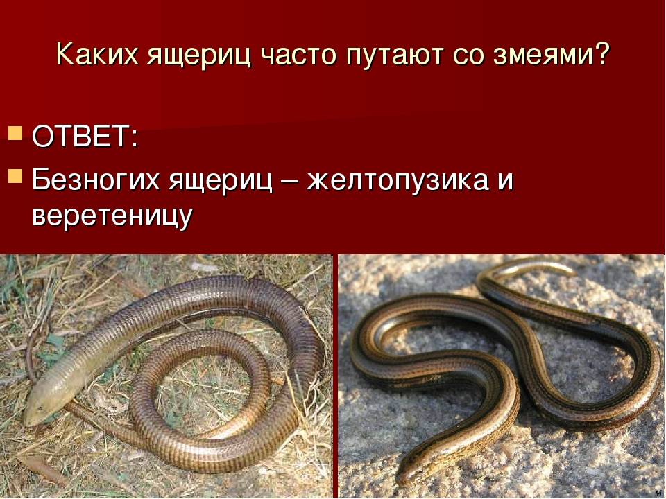 Как отличить змею от ящерицы