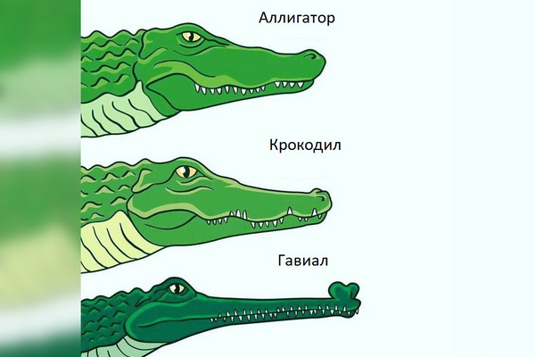 Аллигатор - это вам не крокодил и тем более не кайман!