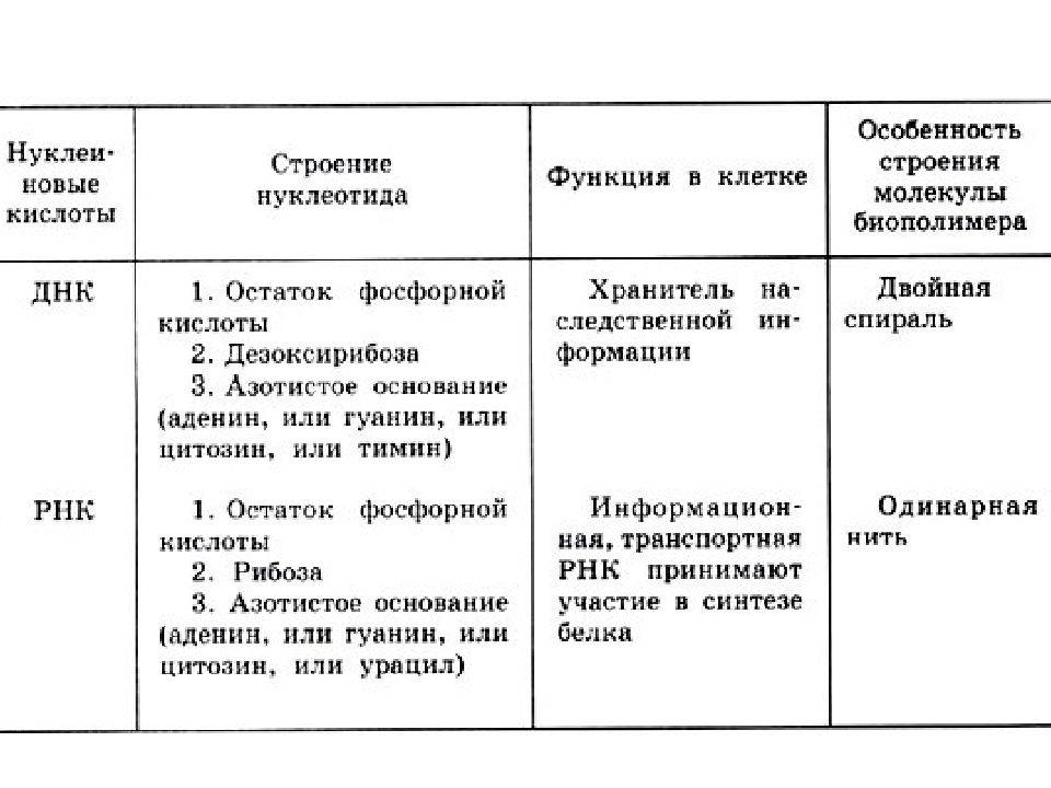 Что такое днк простыми словами. какие возможности дает изменение алфавита днк?