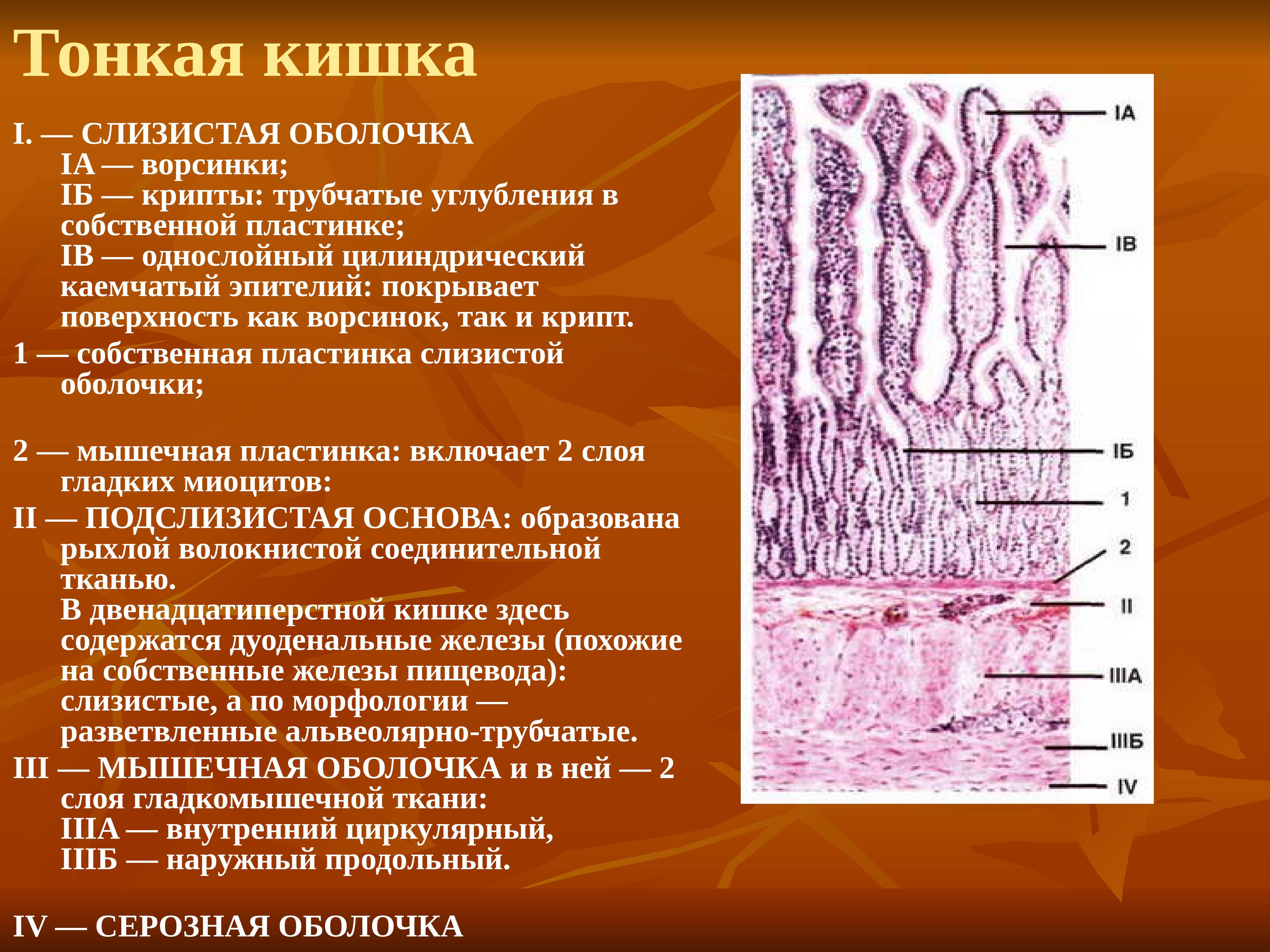 В чем заключаются различия между тонкой и толстой кишкой? – медицинский портал