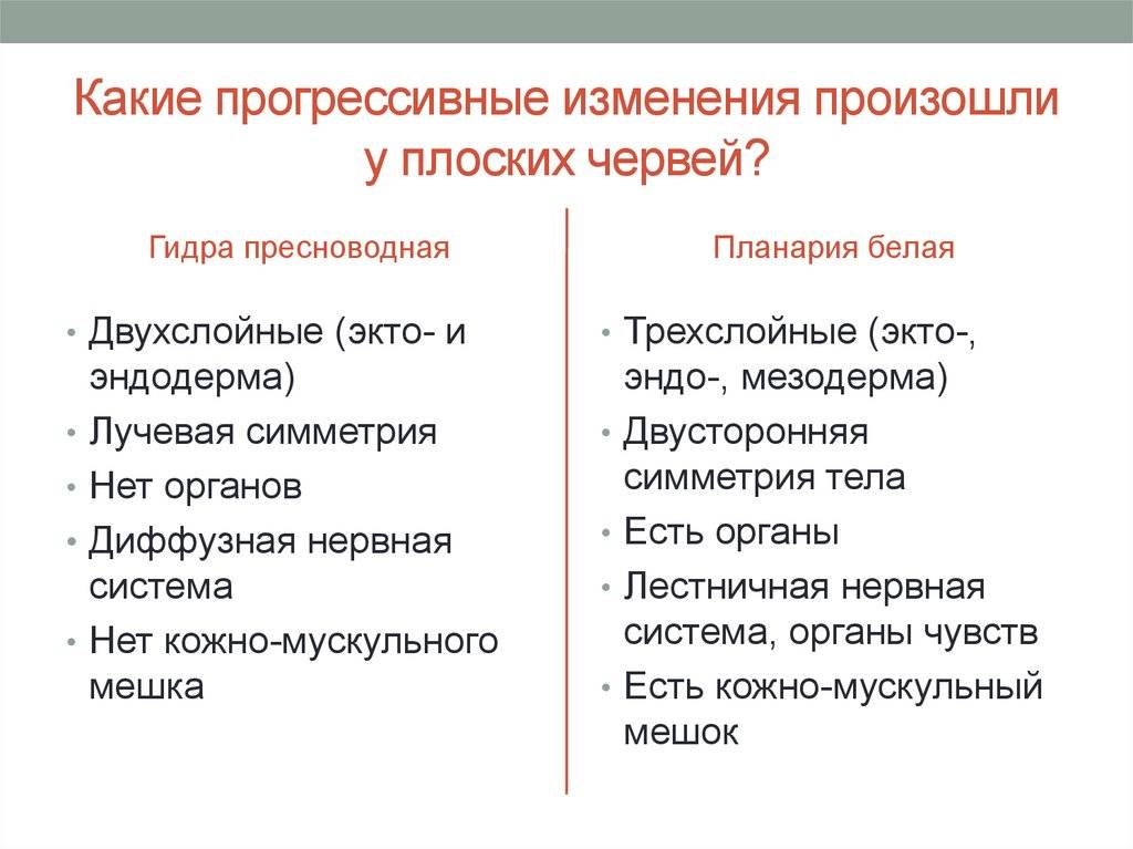 Плоские черви отличаются от кишечнополостных наличием. в чем сходство кишечнополостных и простейших? класс ленточные черви