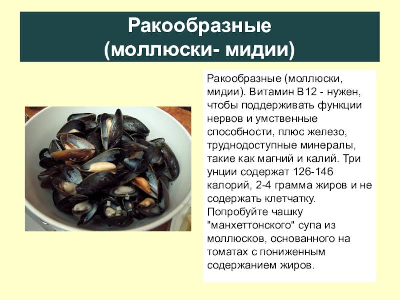 Разница между моллюсками, мидиями и устрицами - таксономия 2024