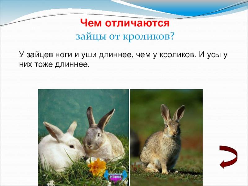 Экология