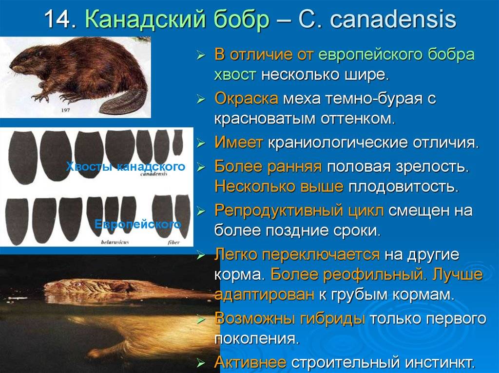 Как отличить бобра от бобра и понять, какое животное перед вами? 2024