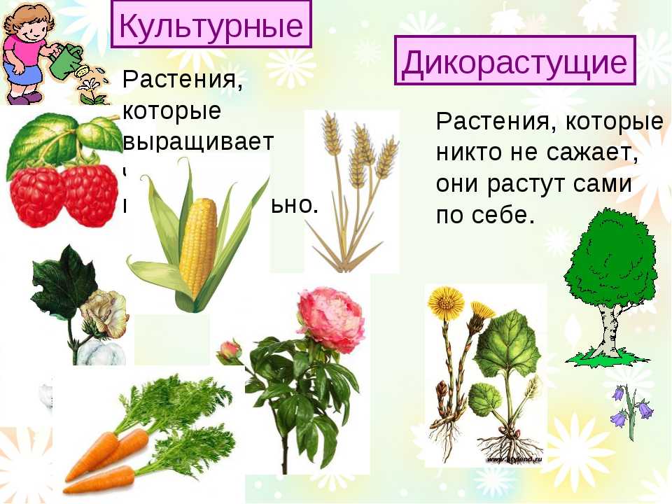 Что относится к дикорастущим и культурным растениям?