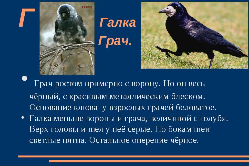 Ворон и ворона — в чем разница, как отличить птиц