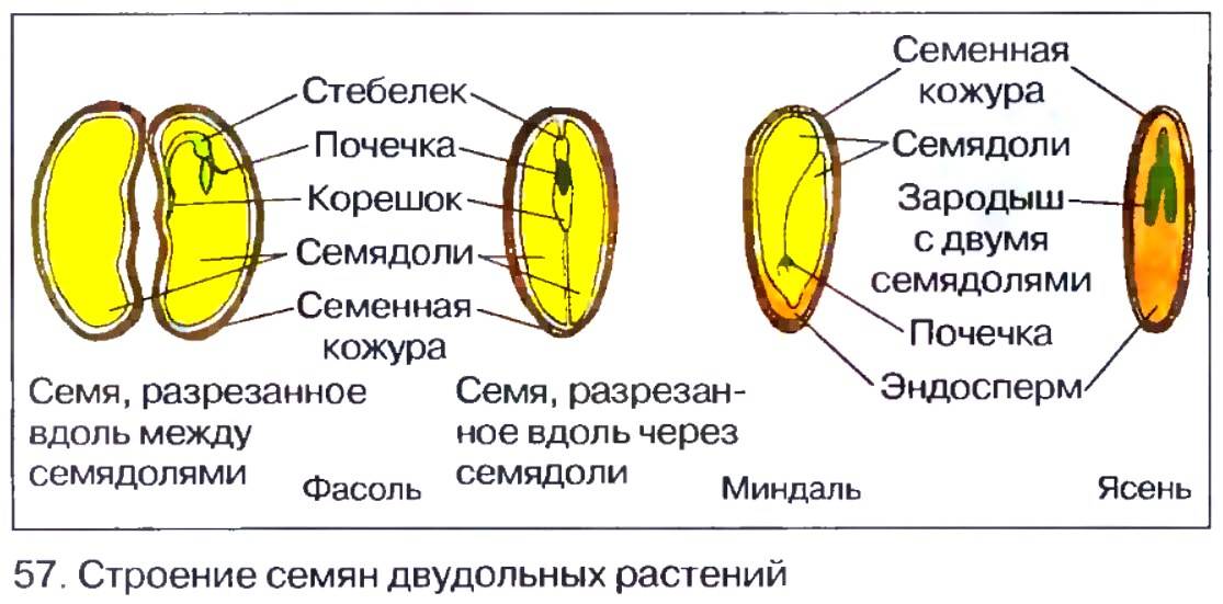 Строение семени однодольных и двудольных растений, цветка и плода