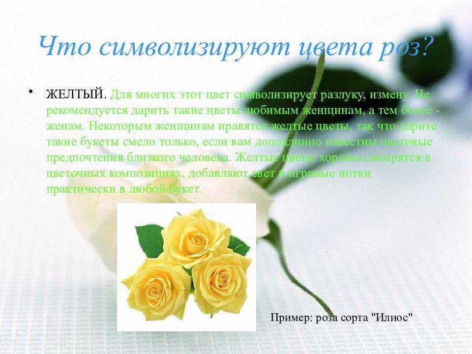 Желтые розы: значение, к чему дарят женщине, девушке, что обозначает такой подарок