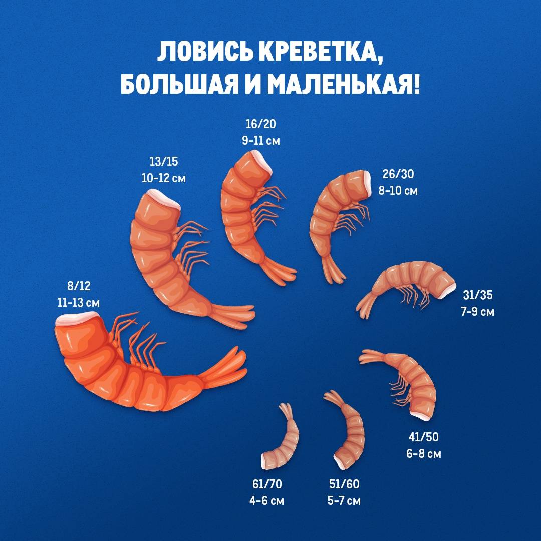 В чем отличие королевских креветок от обычных