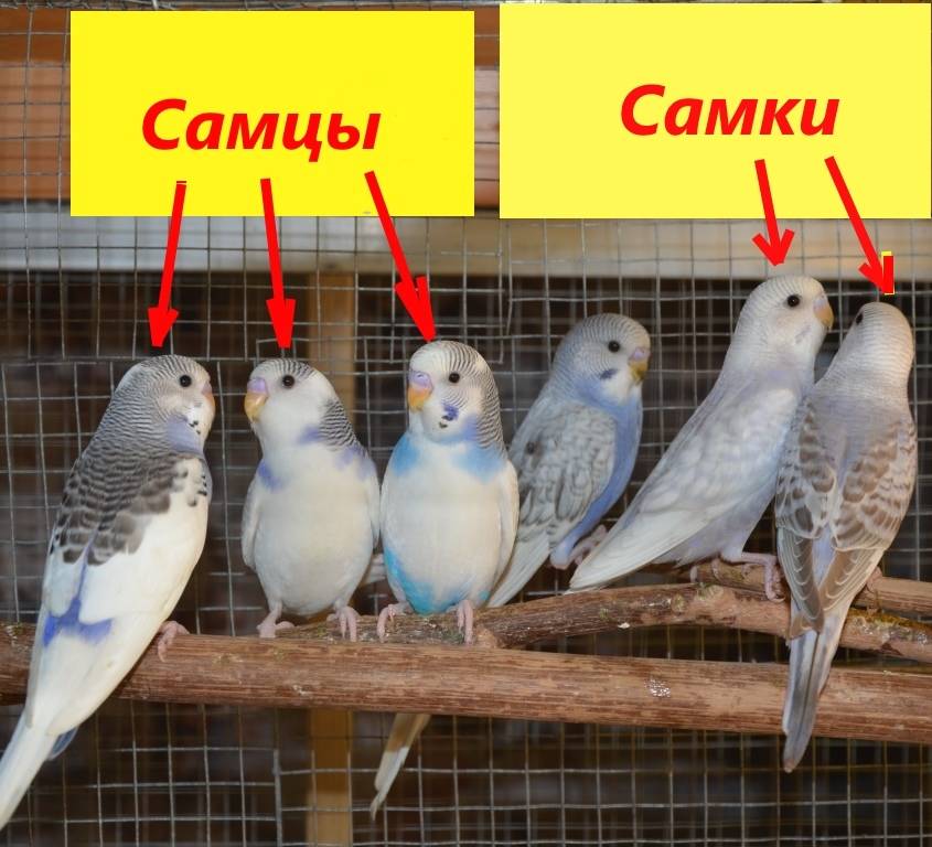 Пол волнистого попугая: как различить самка от самки