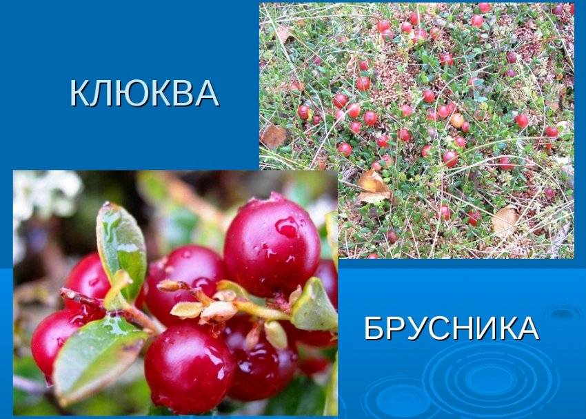 Брусника и клюква: отличия и полезные свойства