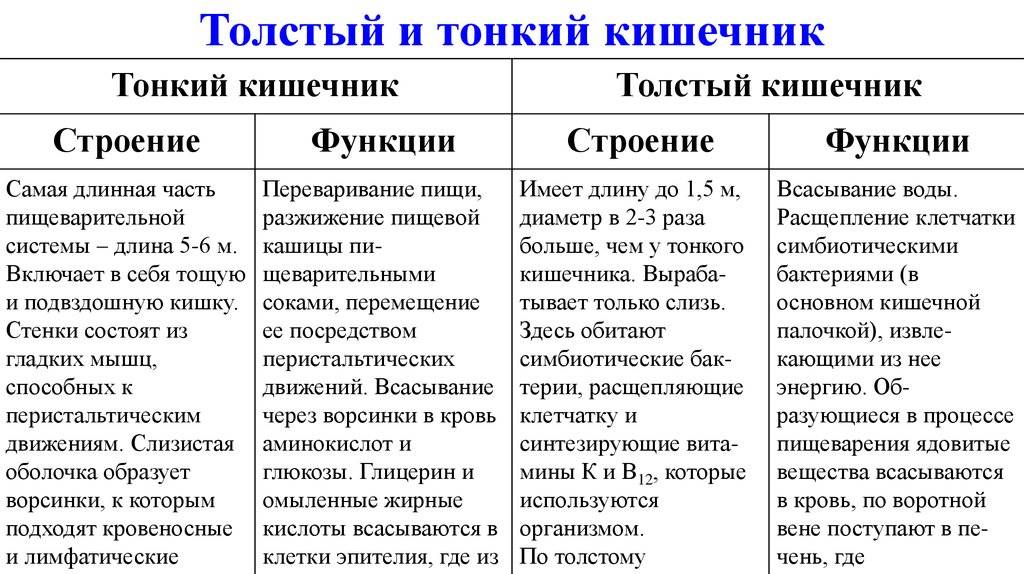 Кишечник: длина тонкой и толстой кишки – lifekorea.ru