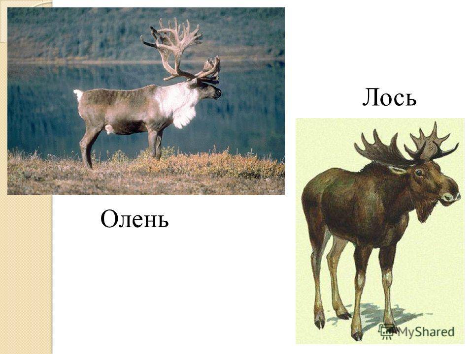 Различия между оленем, лосем, лосем и северным оленем