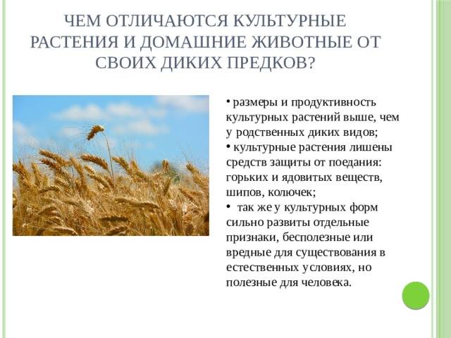 Разница между домашними животными и дикими. чем домашние животные отличаются от диких