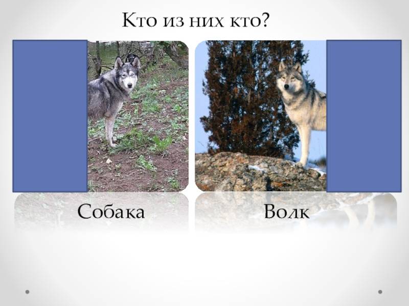 10 отличий собаки от волка
