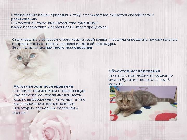 Что лучше выбрать кастрацию или стерилизацию кошки | в чем разница
