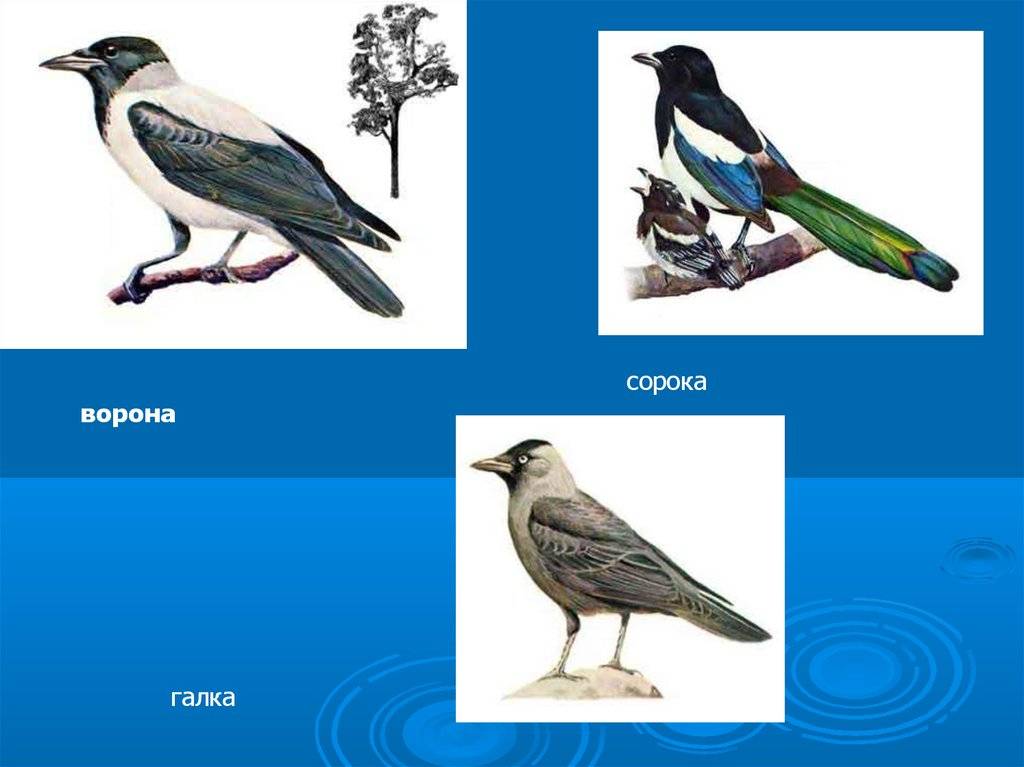 Сорока