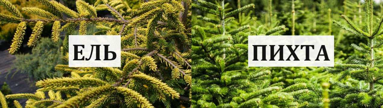 Отличия ели от пихты: что лучше и в чём разница, сравнение, фото - tehnoyug.com