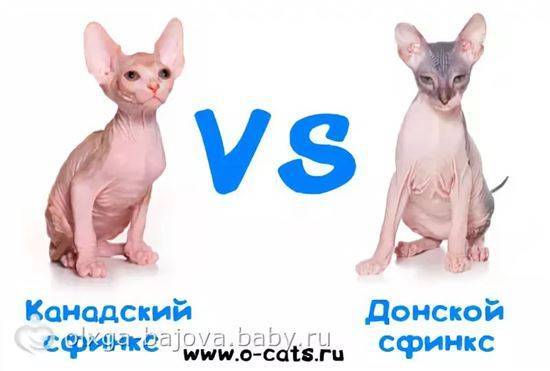 Раскрытие уникальных различий между донскими и канадскими сфинксами