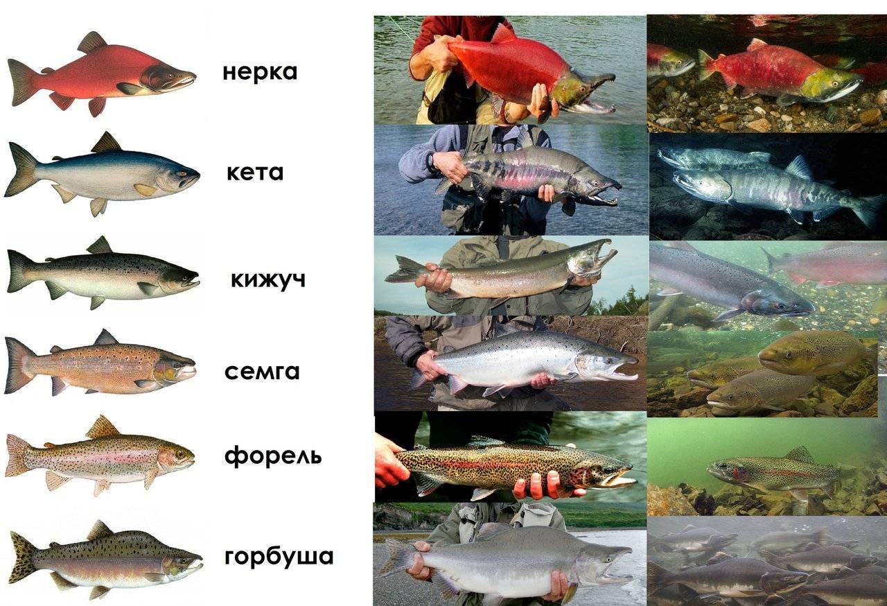 Чем отличаются кета и горбуша, что лучше выбрать