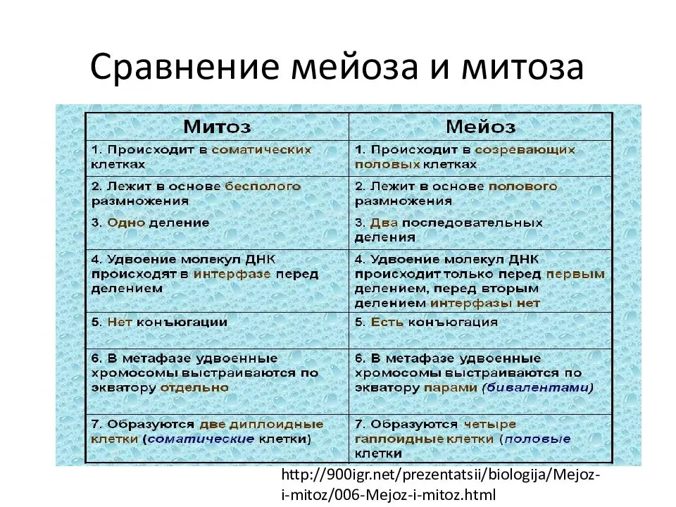 Отличие митоза от мейоза: сравнительная характеристика и таблица основных различий