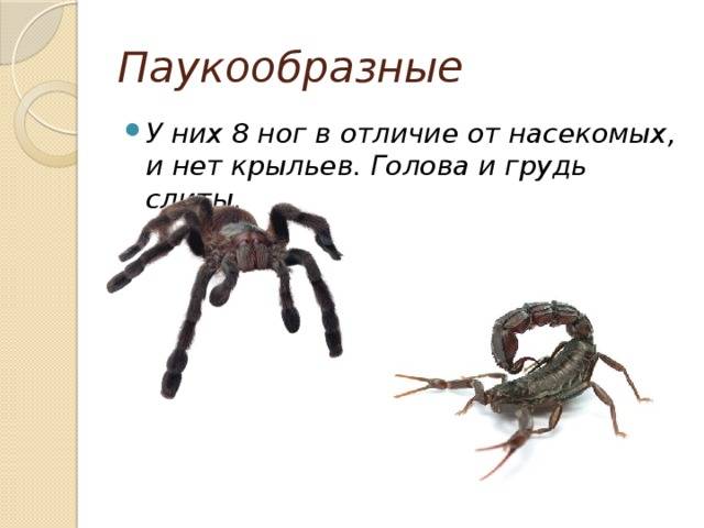 В чем отличия между пауками и насекомыми, есть ли разница и сравнение