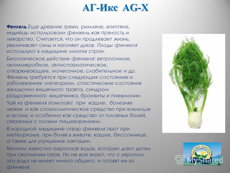В чем разница между фенхелем и укропом, как их отличить и куда применять