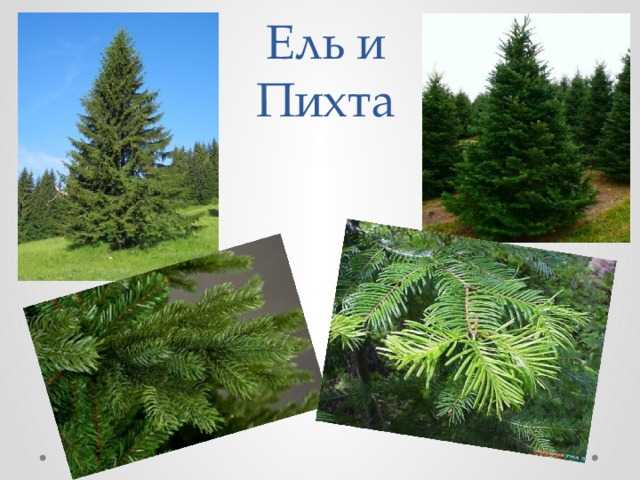 Основные отличия ели и елки: в чем заключается разница?