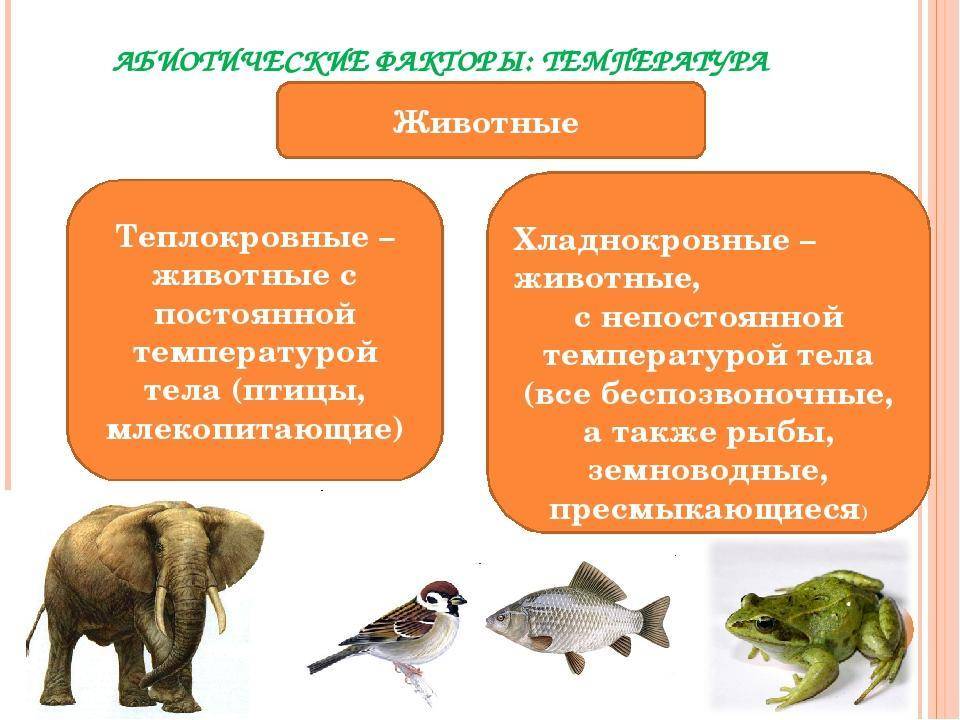 Что теплокровные животные. разница между теплокровными и холоднокровными