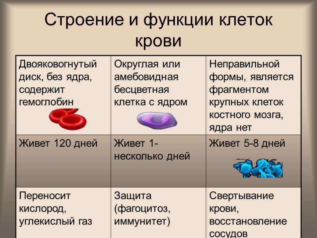 Эритроциты, лейкоциты, тромбоциты: таблица