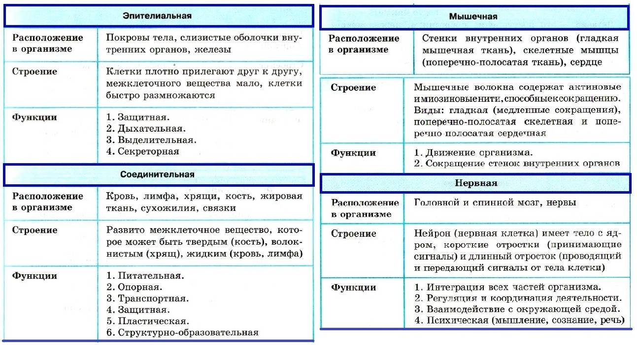 Чем отличается эпителиальная ткань от соединительной: описание и отличия. эпителиальная и соединительная ткани сходства и различие эпителиальных тканей