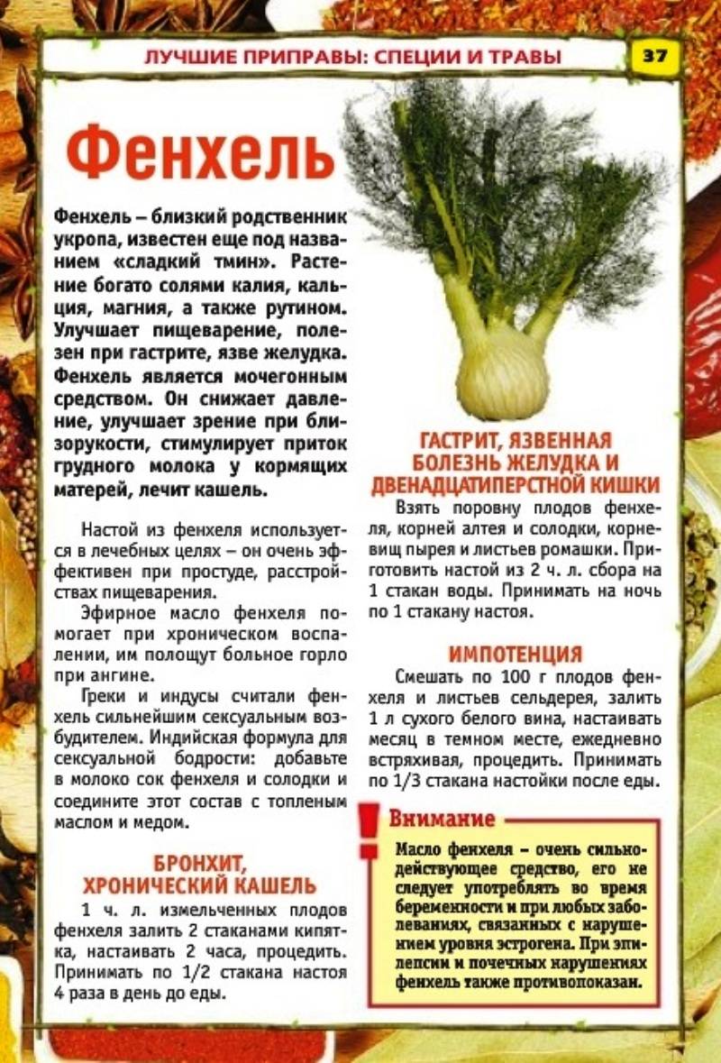 Фенхель обыкновенный — чем ценна культура и как её выращивать?