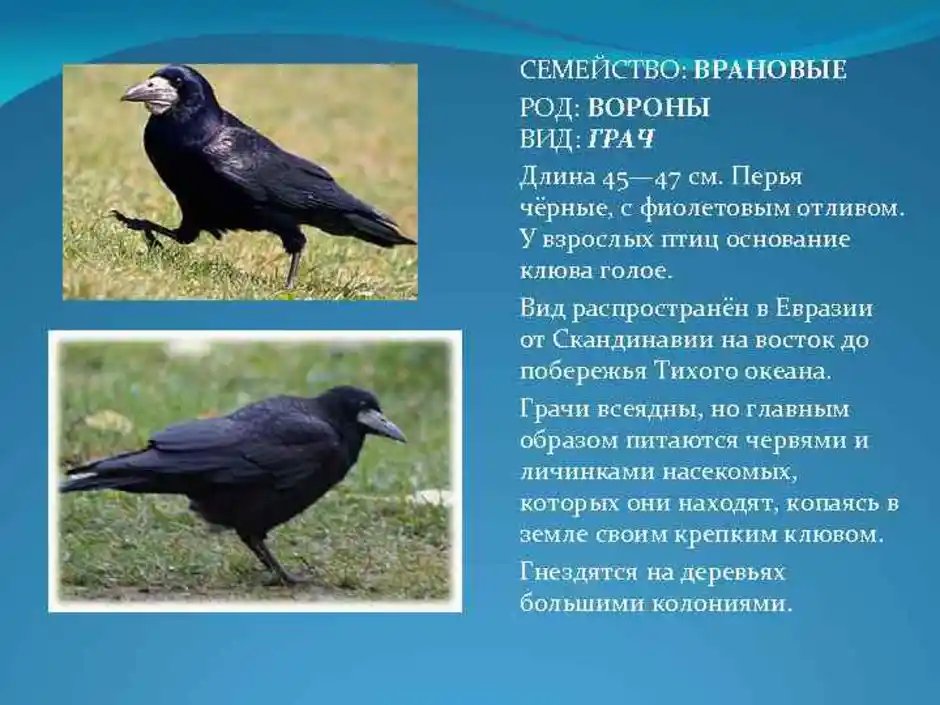 Отличие галки, ворона и грача: особенности поведения и внешности