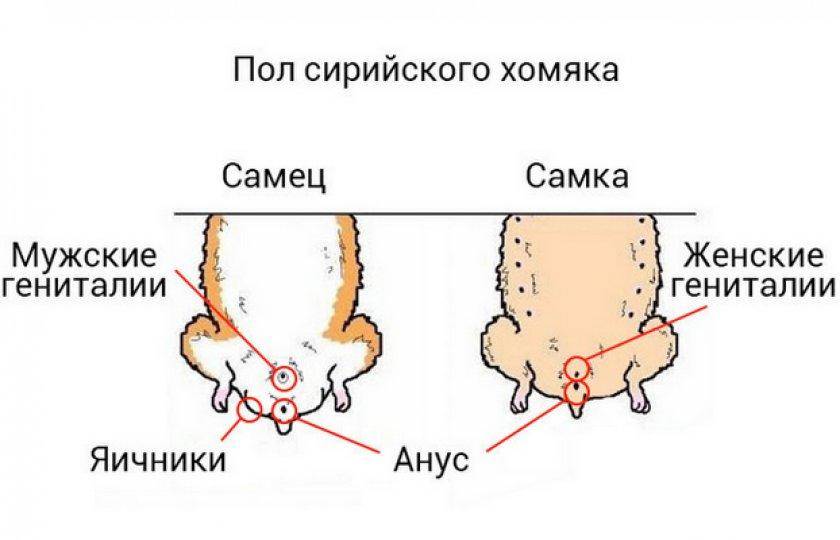 Как определить пол хомяка и отличить мальчика от девочки?