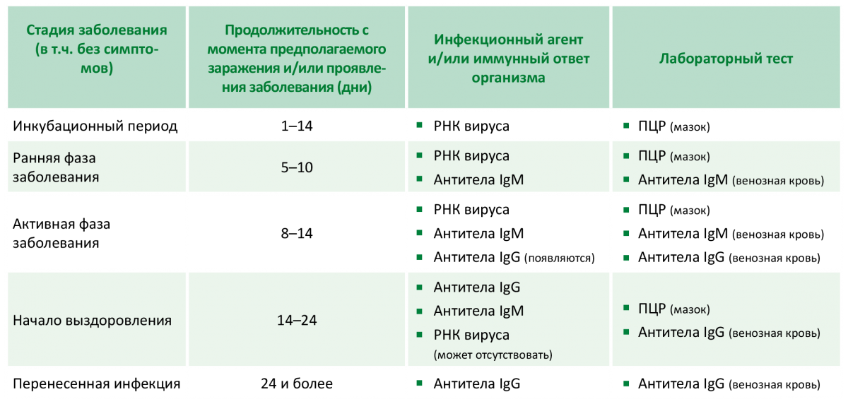 Анализы на иммуноглобулины m и g: показания и расшифровка результатов