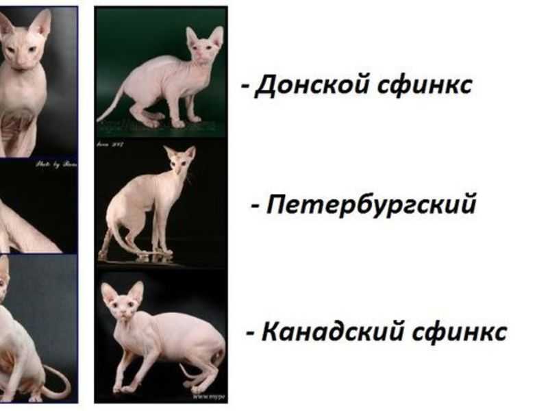 Донской сфинкс  фото кошки, история и описание породы, характер, уход, имя и вес