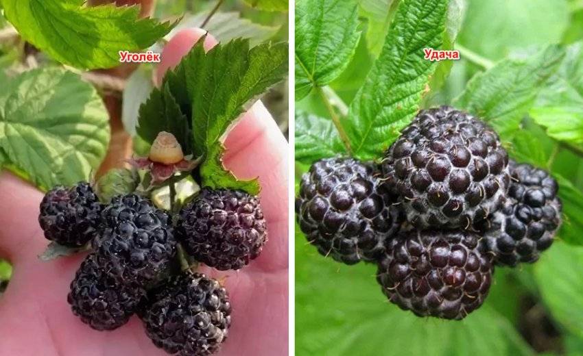 Черная малина и ежевика: каковы отличия? | питание и наука